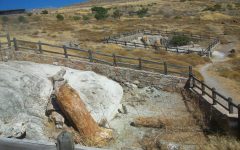 Petrified Forest Museum